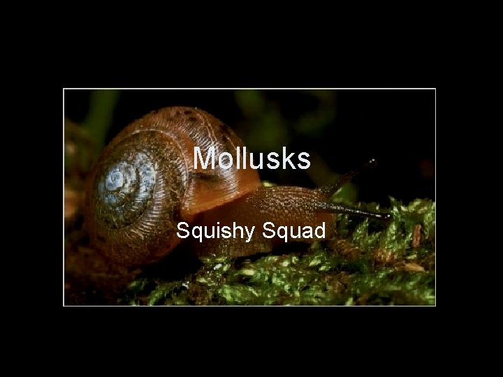 Mollusks Squishy Squad 