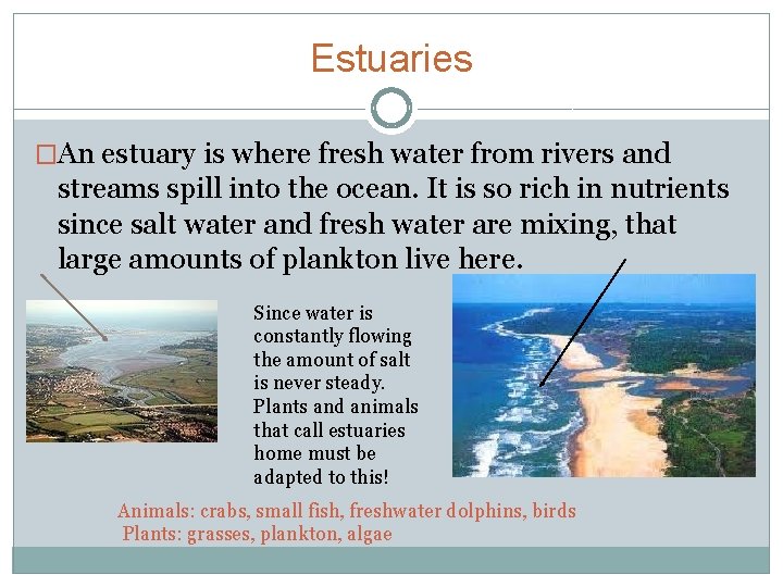 Estuaries �An estuary is where fresh water from rivers and streams spill into the
