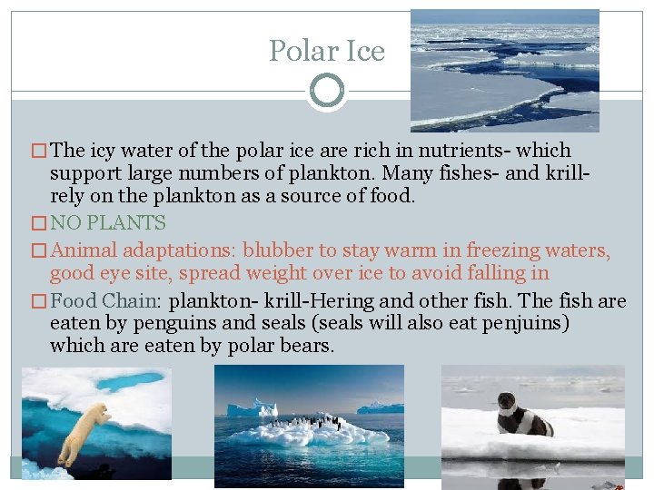 Polar Ice � The icy water of the polar ice are rich in nutrients-