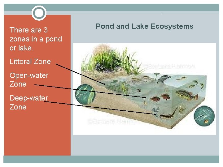 There are 3 zones in a pond or lake. Littoral Zone Open-water Zone Deep-water