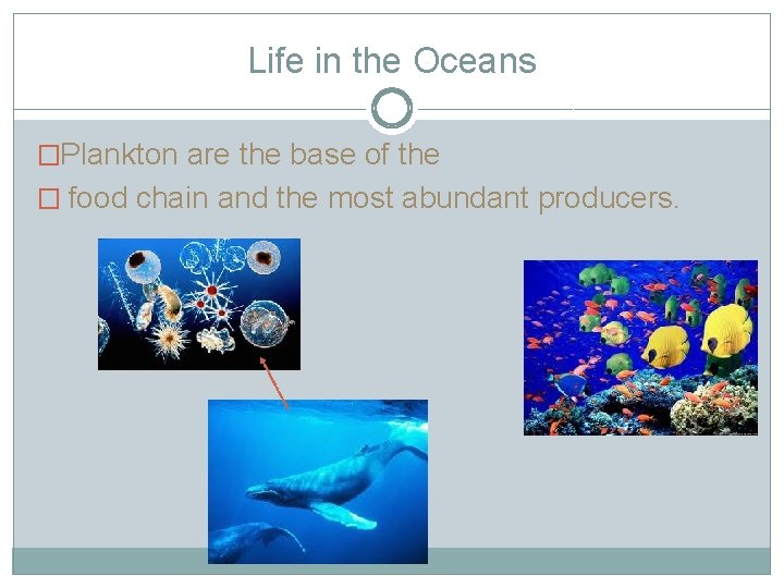 Life in the Oceans �Plankton are the base of the � food chain and