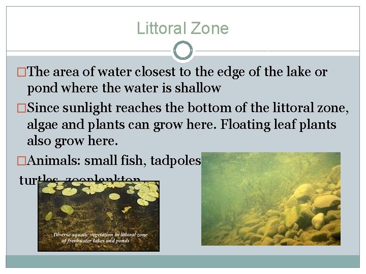 Littoral Zone �The area of water closest to the edge of the lake or