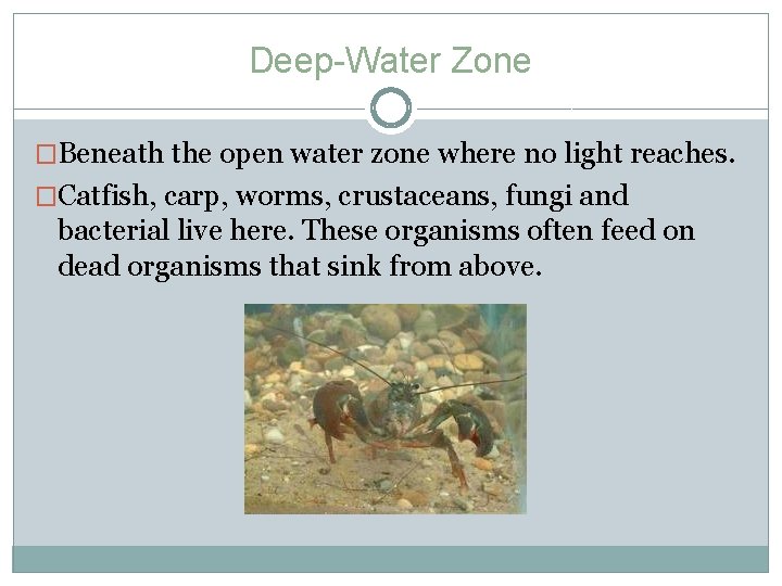 Deep-Water Zone �Beneath the open water zone where no light reaches. �Catfish, carp, worms,