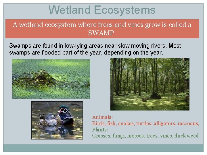 Wetland Ecosystems A wetland ecosystem where trees and vines grow is called a SWAMP.