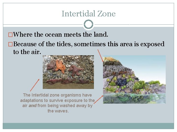 Intertidal Zone �Where the ocean meets the land. �Because of the tides, sometimes this