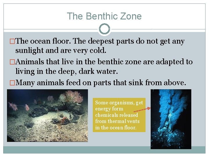 The Benthic Zone �The ocean floor. The deepest parts do not get any sunlight