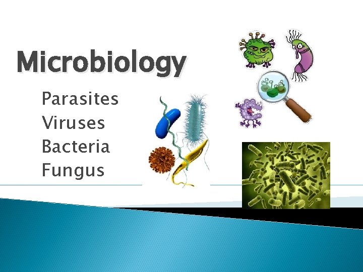 Microbiology Parasites Viruses Bacteria Fungus 