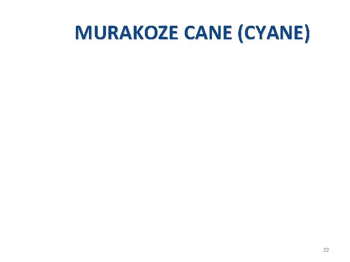 MURAKOZE CANE (CYANE) 22 