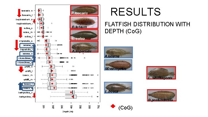 P. lascaris B. luteum RESULTS FLATFISH DISTRIBUTION WITH DEPTH (Co. G) S. solea A.