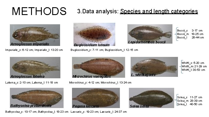 METHODS 3. Data analysis: Species and length categories Boscii_s 3 -17 cm Boscii_m 18