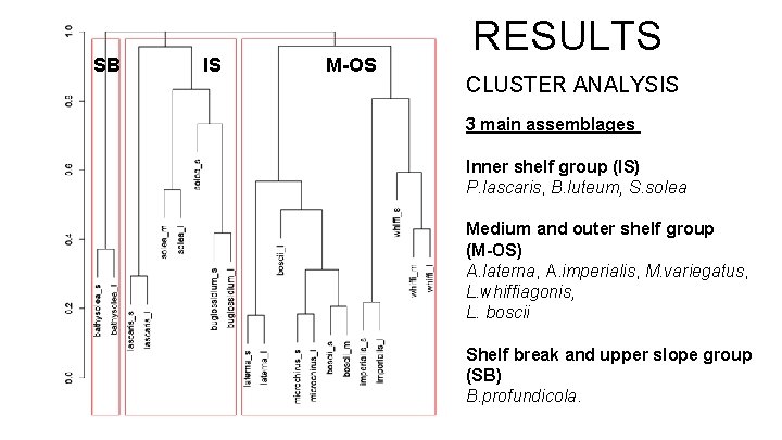 SB IS M-OS RESULTS CLUSTER ANALYSIS 3 main assemblages Inner shelf group (IS) P.