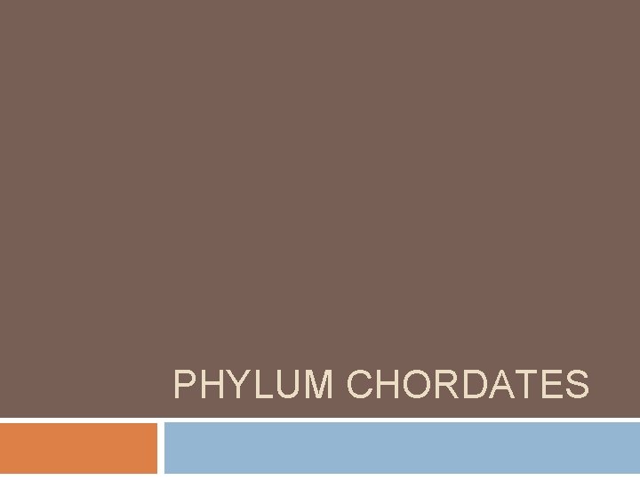 PHYLUM CHORDATES 