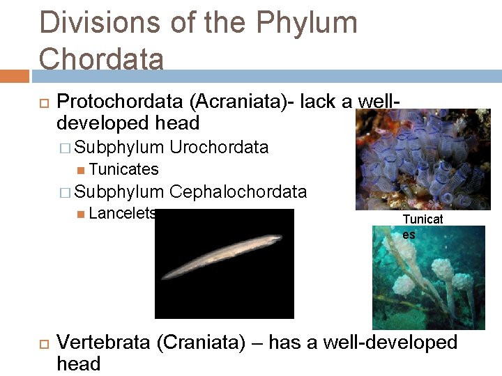 Divisions of the Phylum Chordata Protochordata (Acraniata)- lack a welldeveloped head � Subphylum Urochordata