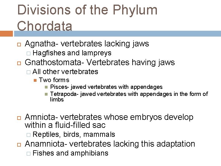 Divisions of the Phylum Chordata Agnatha- vertebrates lacking jaws � Hagfishes Gnathostomata- Vertebrates having