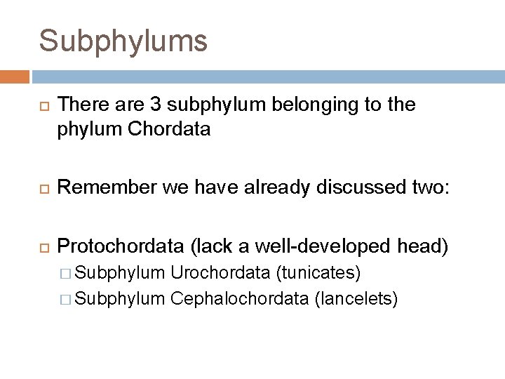 Subphylums There are 3 subphylum belonging to the phylum Chordata Remember we have already