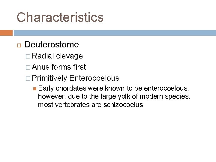 Characteristics Deuterostome � Radial clevage � Anus forms first � Primitively Enterocoelous Early chordates