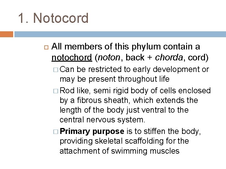 1. Notocord All members of this phylum contain a notochord (noton, back + chorda,