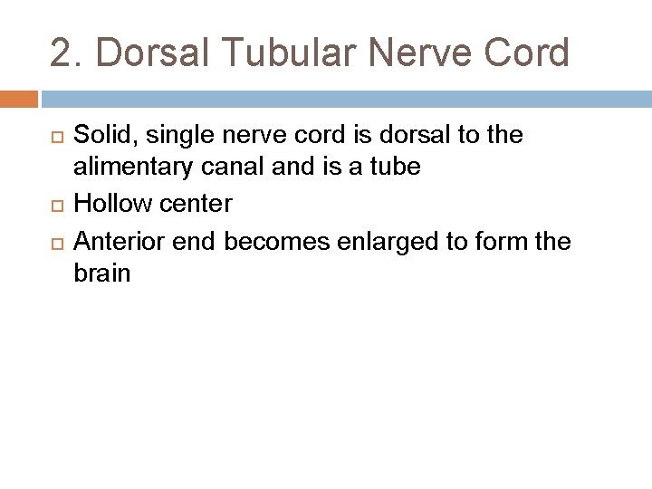 2. Dorsal Tubular Nerve Cord Solid, single nerve cord is dorsal to the alimentary