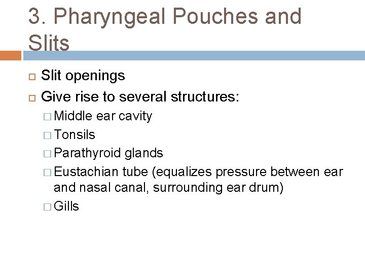 3. Pharyngeal Pouches and Slits Slit openings Give rise to several structures: � Middle