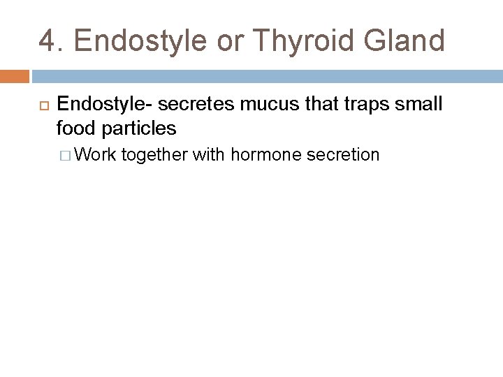 4. Endostyle or Thyroid Gland Endostyle- secretes mucus that traps small food particles �