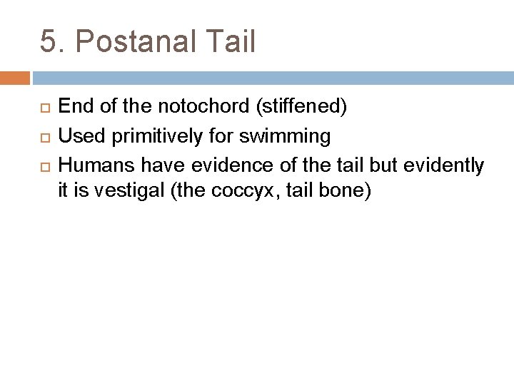 5. Postanal Tail End of the notochord (stiffened) Used primitively for swimming Humans have