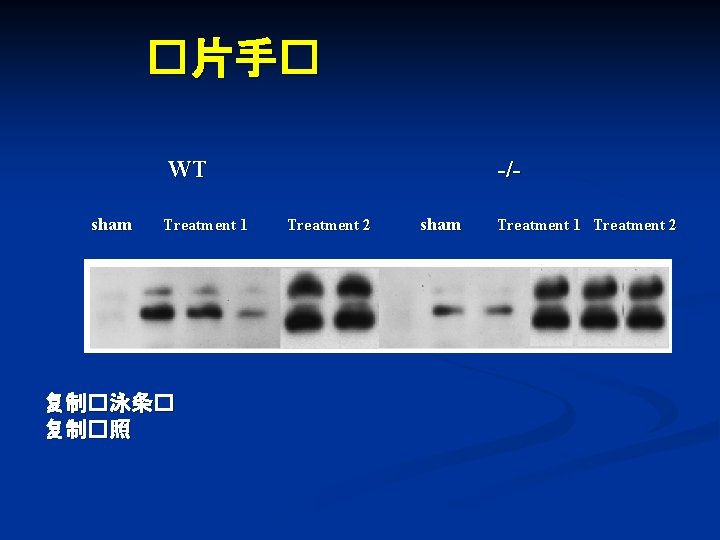 �片手� WT sham Treatment 1 复制�泳条� 复制�照 -/Treatment 2 sham Treatment 1 Treatment 2