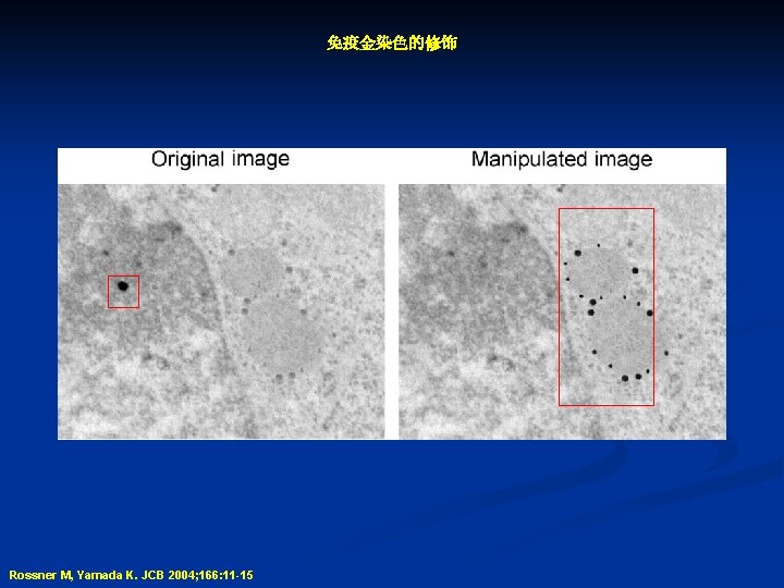 免疫金染色的修饰 Rossner M, Yamada K. JCB 2004; 166: 11 -15 
