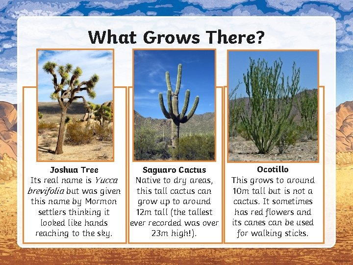 What Grows There? Joshua Tree Its real name is Yucca brevifolia but was given