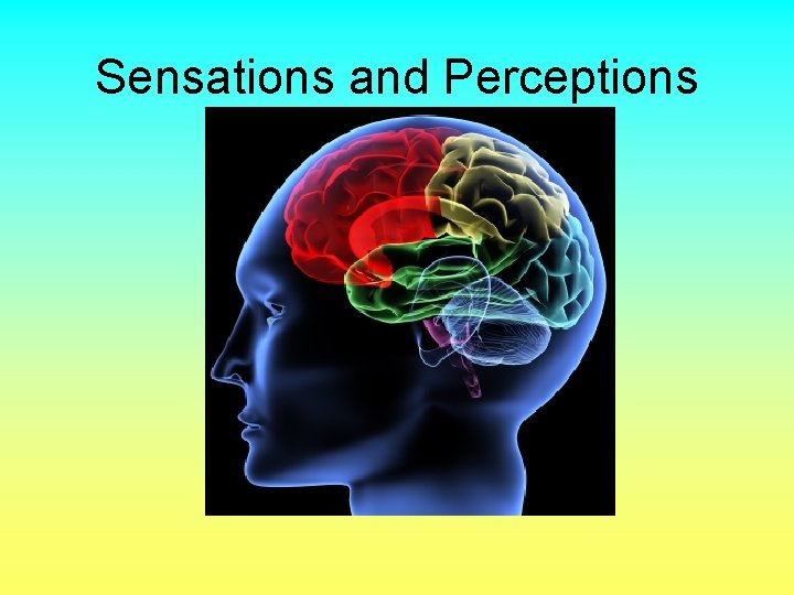 Sensations and Perceptions 
