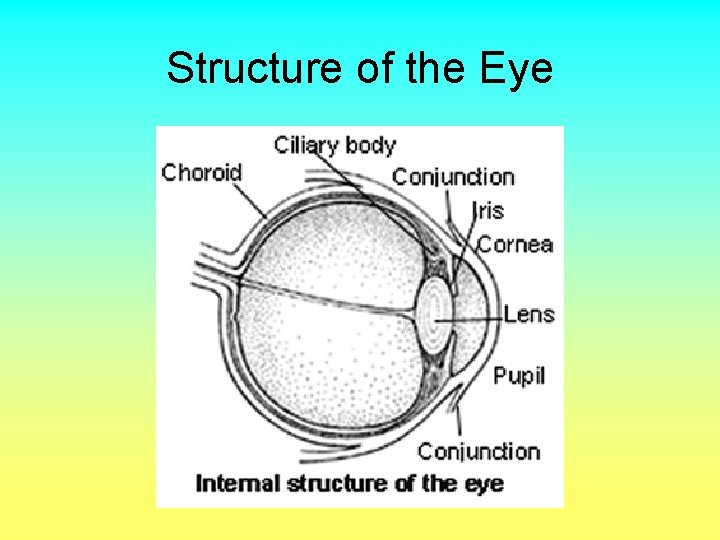 Structure of the Eye 