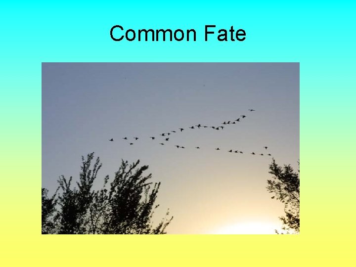 Common Fate 