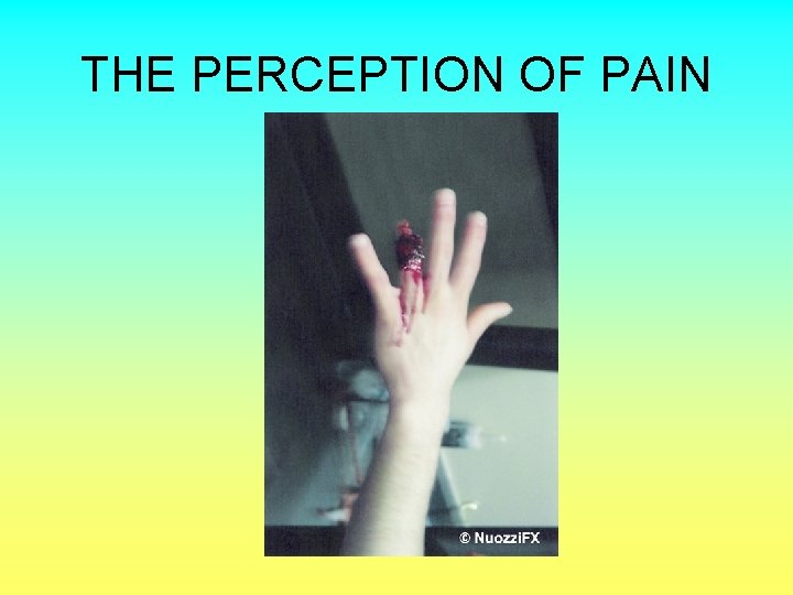 THE PERCEPTION OF PAIN 