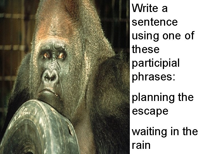 Write a sentence using one of these participial phrases: planning the escape waiting in Write a sentence using one of these participial phrases: planning the escape waiting in
