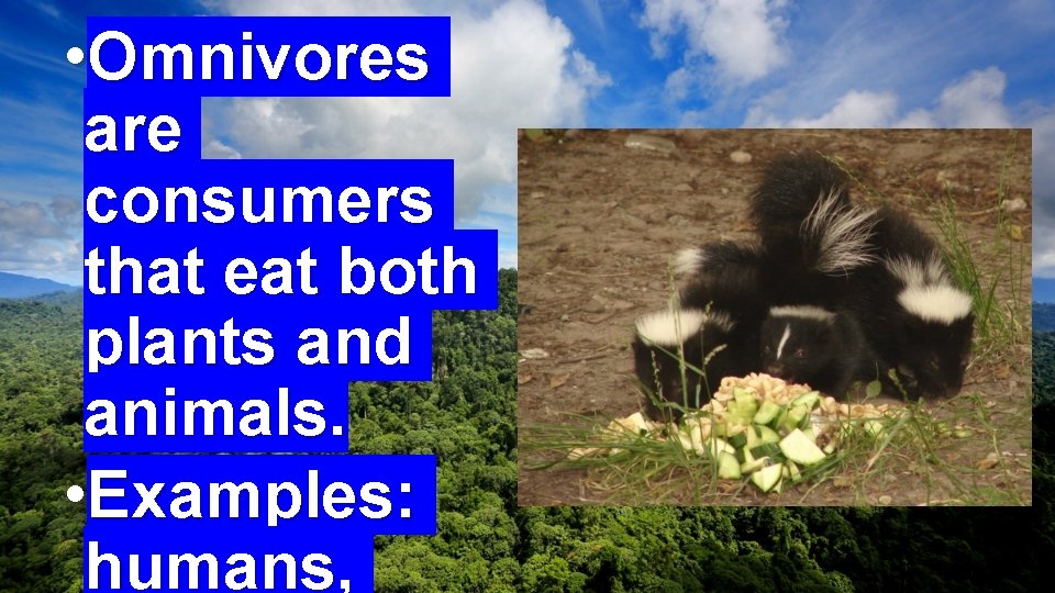  • Omnivores are consumers that eat both plants and animals. • Examples: humans,