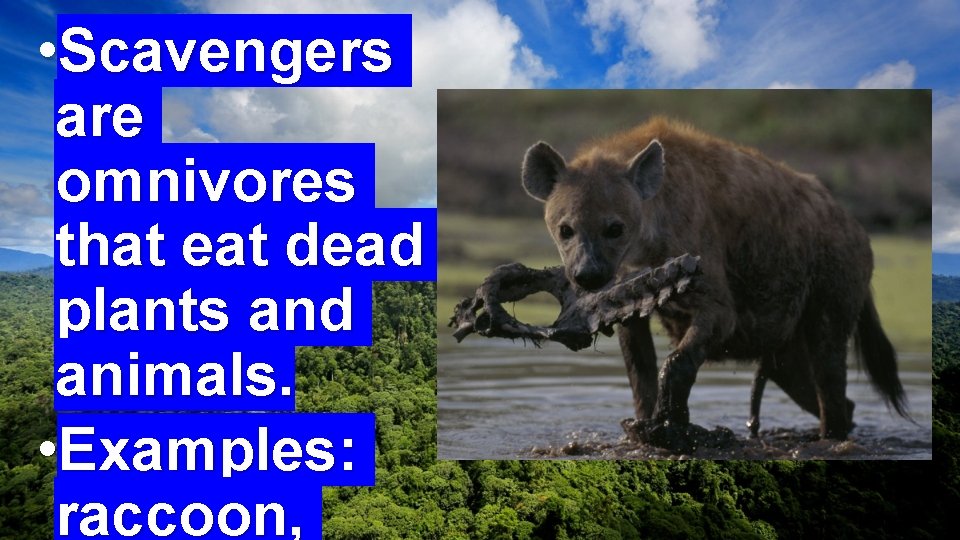  • Scavengers are omnivores that eat dead plants and animals. • Examples: raccoon,