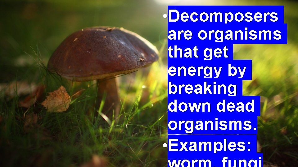  • Decomposers are organisms that get energy by breaking down dead organisms. •