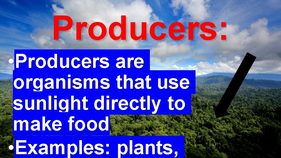 Producers: • Producers are organisms that use sunlight directly to make food • Examples: