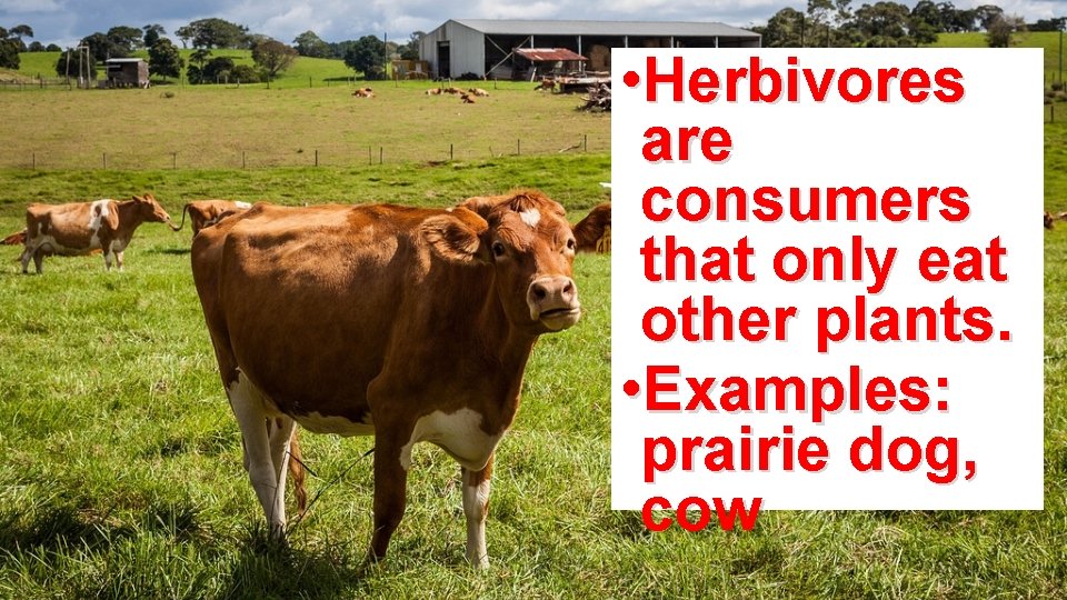  • Herbivores are consumers that only eat other plants. • Examples: prairie dog,