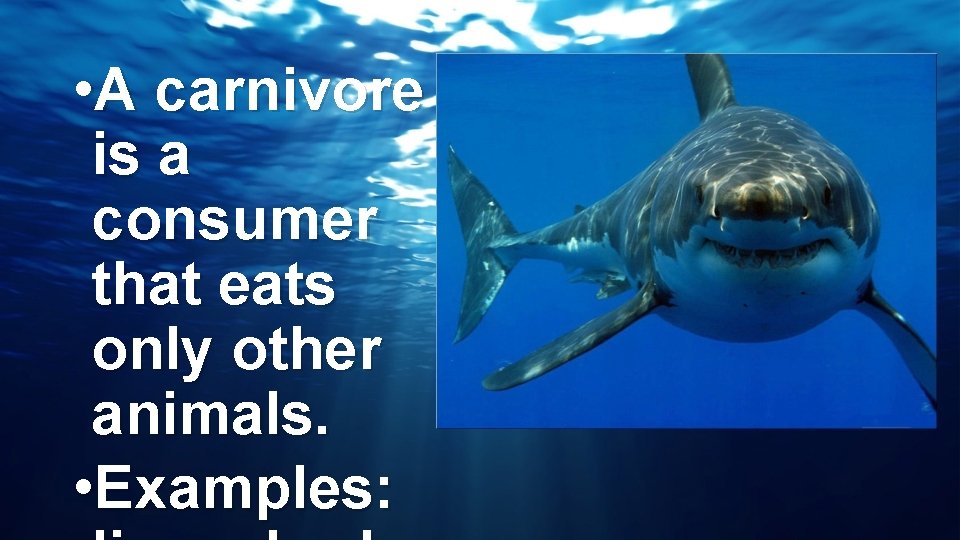  • A carnivore is a consumer that eats only other animals. • Examples: