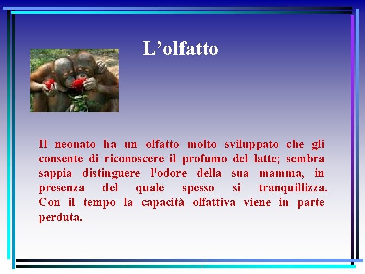 L’olfatto Il neonato ha un olfatto molto sviluppato che gli consente di riconoscere il