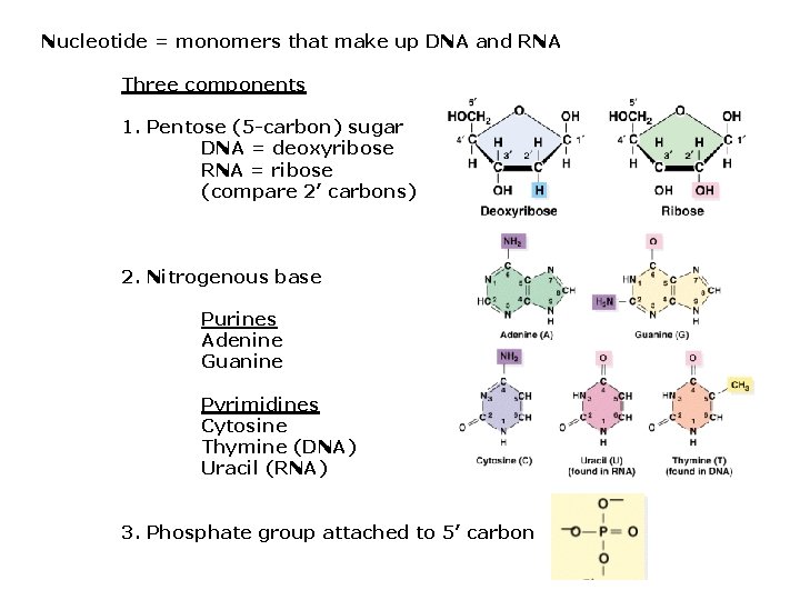 Nucleotide = monomers that make up DNA and RNA Three components 1. Pentose (5
