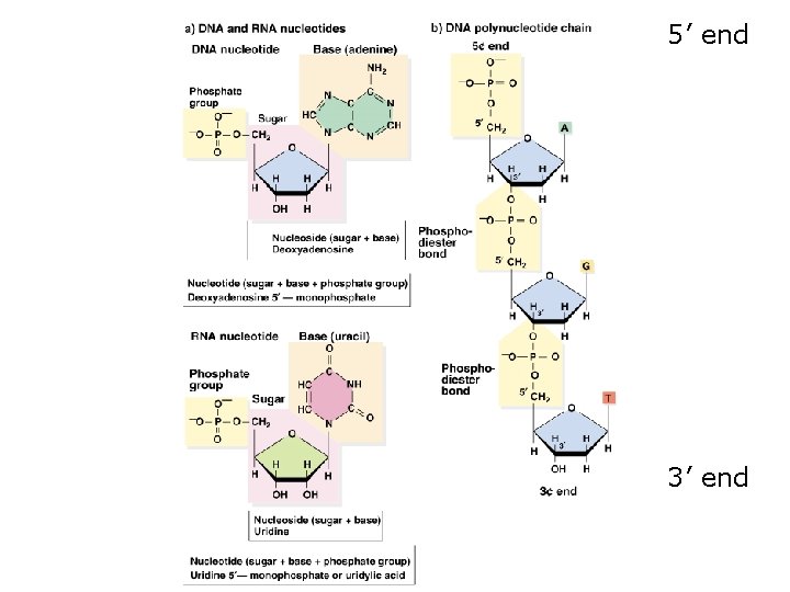 5’ end 3’ end 