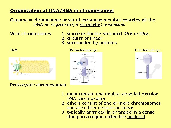 Organization of DNA/RNA in chromosomes Genome = chromosome or set of chromosomes that contains