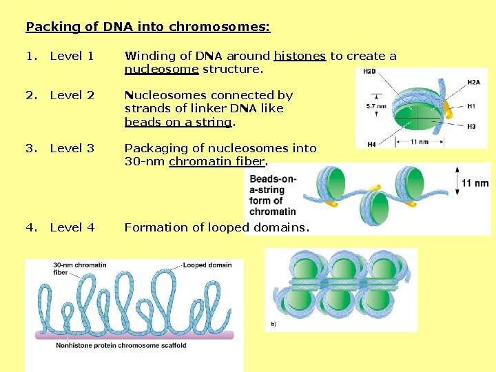 Packing of DNA into chromosomes: 1. Level 1 Winding of DNA around histones to