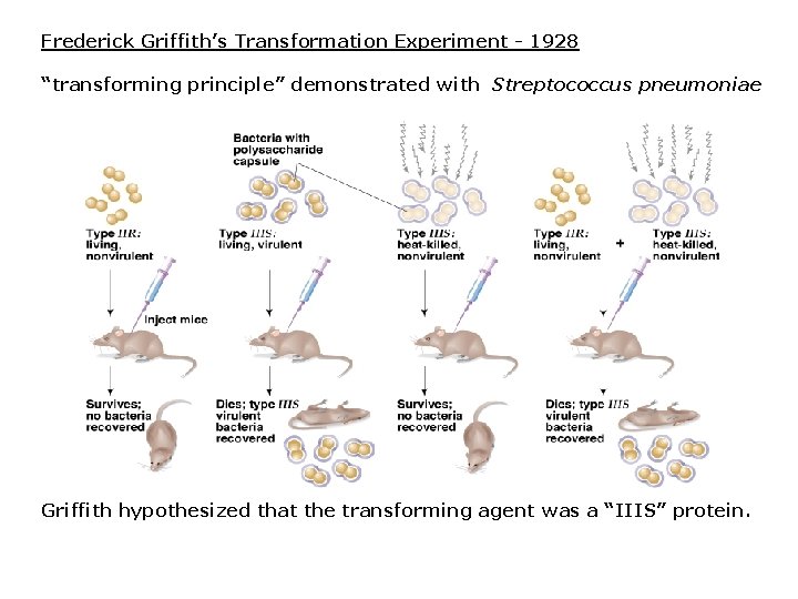 Frederick Griffith’s Transformation Experiment - 1928 “transforming principle” demonstrated with Streptococcus pneumoniae Griffith hypothesized