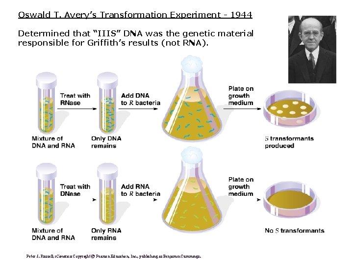 Oswald T. Avery’s Transformation Experiment - 1944 Determined that “IIIS” DNA was the genetic