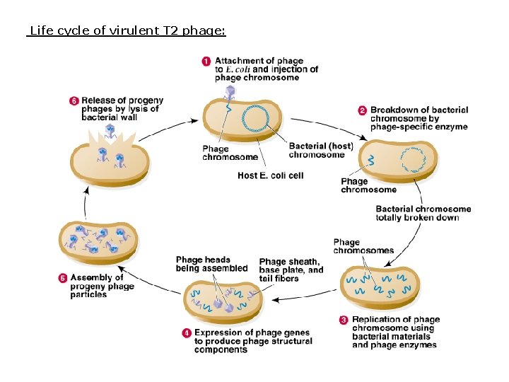 Life cycle of virulent T 2 phage: 