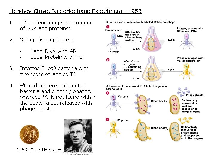 Hershey-Chase Bacteriophage Experiment - 1953 1. T 2 bacteriophage is composed of DNA and