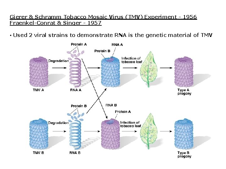 Gierer & Schramm Tobacco Mosaic Virus (TMV) Experiment - 1956 Fraenkel-Conrat & Singer -