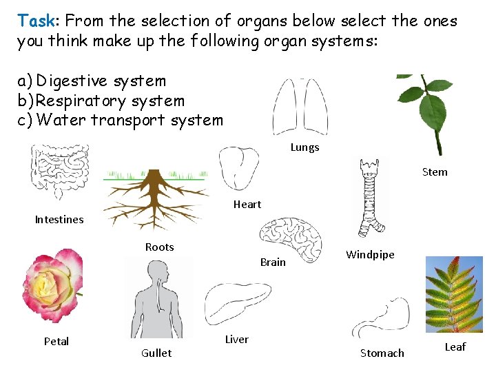 Task: From the selection of organs below select the ones you think make up